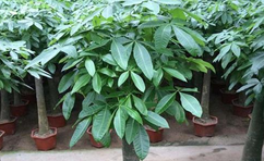 綠植室內(nèi)最好養(yǎng)的是哪幾種？